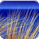 Beach Blue
 Free Chrome Themes Download