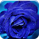 Blue Rose Free Chrome Themes Download