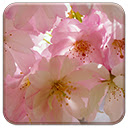 Japanese Cherry Blossom
 Free Chrome Themes Download