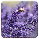 Lavender Blossom
 Free Chrome Themes Download