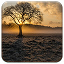 Lone Tree Free Chrome Themes Download