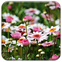 Marguerite Flowers
 Free Chrome Themes Download