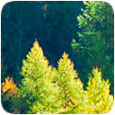 Nordic Forest Free Chrome Themes Download