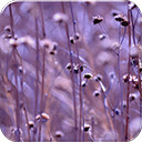 Purple Ambiance
 Free Chrome Themes Download