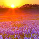 Texas Bluebonnets
 Free Chrome Themes Download