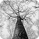 Tree Branches
 Free Chrome Themes Download