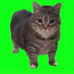 Oiiaoiia Cat Live Wallpaper